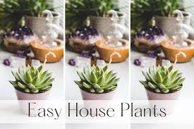 Top 6 Easy To Care For House Plants