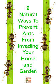 ants 9 natural ways to prevent ants