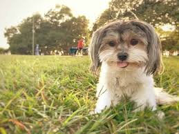 Welcome to charlotte dog club. Havanese Lifespan How Long Do Havaneses Live Bubbly Pet