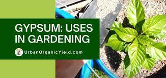Why Use Gypsum In Gardening