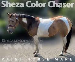 Sheza Color Chaser Buckskin Apha Paint