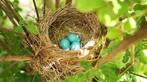 wild backyard bird eggs