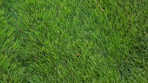The grass is called as miracle grass as it changes its color, it looks green in late spring and then its colors to golden brown as the winter approaches. Why Zoysia Grass Is The Unheralded Star Of The Pga Championship