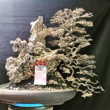 jual bonsai on the rock terbaik harga