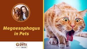 Siamese cats seem to be at particular risk for congenital megaesophagus. Megaesophagus In Pets Youtube