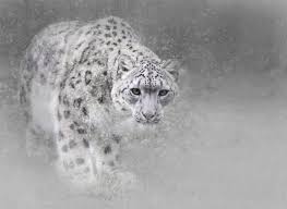 snow leopard hd wallpapers and backgrounds