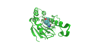 protein ligand docking