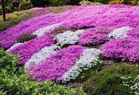 Best Ground Cover Plants You Can Pick