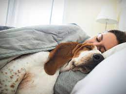 Where Should My Dog Sleep At Night