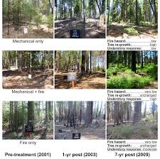 severity fire on tree and forest health