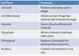 Functions Of Cell Parts Anisah Afifahs Weblog