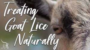 treating goat lice naturally you