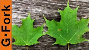 Maple Tree Identification Make Maple Syrup Gardenfork