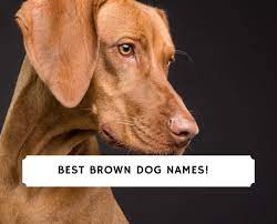 161 best brown dog names 2024 we
