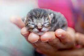 newborn kitten images browse 505 938