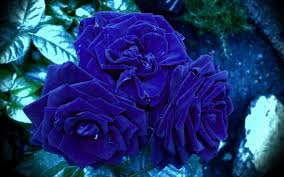 Синие розы - статьи о цветах на Флора Экспресс