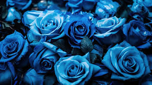 blue rose hd wallpapers 1080p ipad