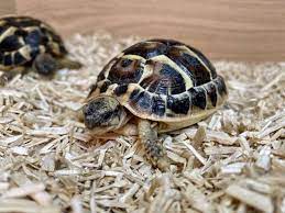 best bedding for tortoise 2021 review