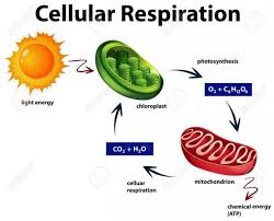 Cellular Respiration Diagram Cellular