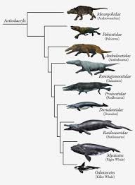 Chart Of The Whale Lizard Whale Of Egypt Millions Of Years