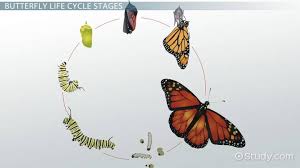 Life Cycle Of A Butterfly Lesson For Kids