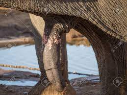 Gran Pene Erecto De Elefante Africano Con Pozo De Agua En El Fondo,  Botswana, África Fotos, retratos, imágenes y fotografía de archivo libres  de derecho. Image 86267091