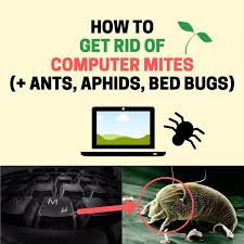 how to get rid of computer mites in