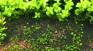 carpet plants for a low tech aquarium