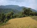 upland rice