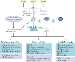 nitric oxide signalling in kidney