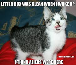 Nope, not chocolate, but rather a healthy dose of funny memes, made by gals who know your sufferings. Who Cleaned The Litter Box Funny Kitten Meme