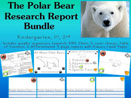 Amazing No Prep Polar Bear Research Unit And Report