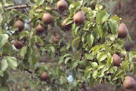 Ayers Pear Tree Lapergola Info