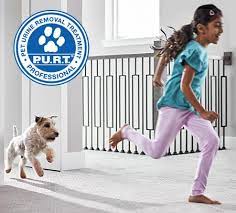 pet carpet cleaning stain odor