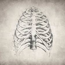 They are curved and flat bones. Rib Cage Drawing By Zapista Ou
