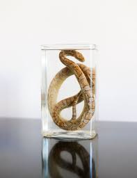 Snake wet specimen preserved taxidermy oddity | Wet specimen taxidermy, Wet  specimen, Taxidermy decor