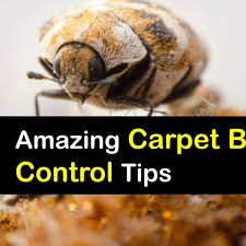 controlling a carpet beetle infestation