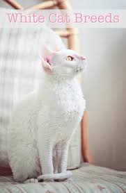 Flame point siamese cats are one of the most beautiful and popular breeds, and they have a lot to offer. White Cat Breeds The Most Popular White Cat Breeds And Their Care