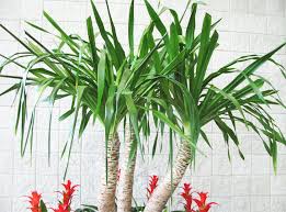 Vastu Plants For Your House The Royale