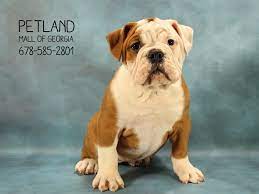 The original gfp puppy finder. Victorian Bulldog Puppies For Sale Breed Info Atlanta Ga