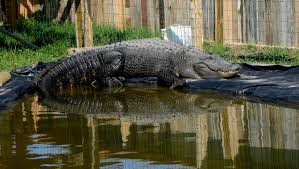 Man builds alligator haven — in Michigan
