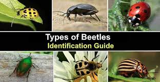 39 types of beetles with pictures and