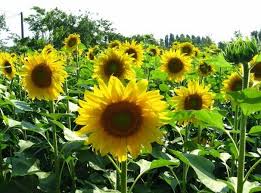 Bunga matahari selain enak dimakan sebagai camilan sehat juga memiliki prospek bisnis yang baik. Ternyata Begini Cara Menanam Bunga Matahari Bibit Online