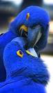 virtual villagers 2 parrots kissing images couple