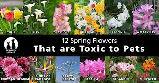 Spring Flowers That Are Toxic To Pets