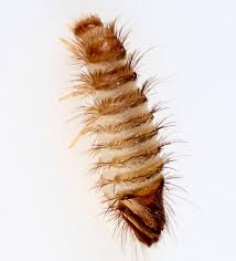 varied carpet beetle larva anthrenus