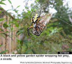 black and yellow garden spider nc