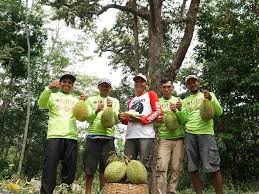 Cara tanam durian ini menurut pengalaman pribadi sy yg sdh sy terapkan dan hasilnya bagus,ap bila ada cara lain mari kita. Cara Menanam Durian Yang Terbukti Meningkatkan Keuntungan 20