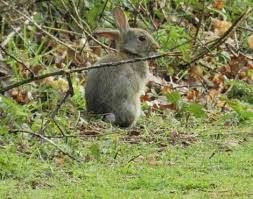 Rabbit Oryctolagus Cuniculus Animals A Z Animals