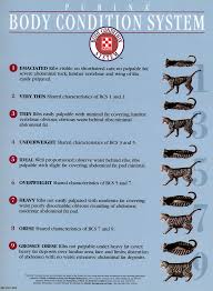 Body Condition System Whats Your Pets Score Cat